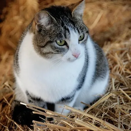 Gospodarstwo agroturystyczne Agriturismo Porta Al Colle *
