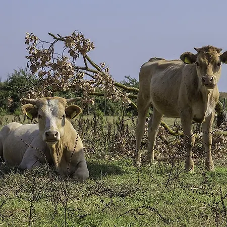 Gospodarstwo agroturystyczne Agriturismo Porta Al Colle *